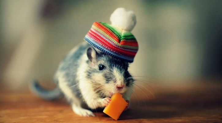 Tử vi dự báo rằng bước sang ngày đầu tiên của năm mới, tuổi Tý đón nhận vận trình mới thăng hoa hơn trước. Từ sự nghiệp, tài vận đến tình duyên đều có sự cải thiện đáng kể. Con giáp này gặp thiên thời, địa lợi, nhân hòa, đón quý nhân ghé thăm. 