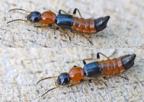 Bo bay toi mat con, me dua tay vo khien mat con bien dang-Hinh-2