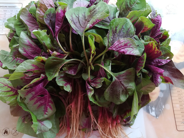 Thứ ba, hàm lượng canxi trong rau dền đỏ đạt 180 mg/100 g, cao gấp đôi so với rau dền thường, đồng thời chứa magie, kali, vitamin K và các chất dinh dưỡng khác giúp hấp thụ canxi. Bên cạnh đó, rau dền đỏ còn mềm, rất thích hợp cho người già và trẻ em bổ sung canxi tự nhiên.