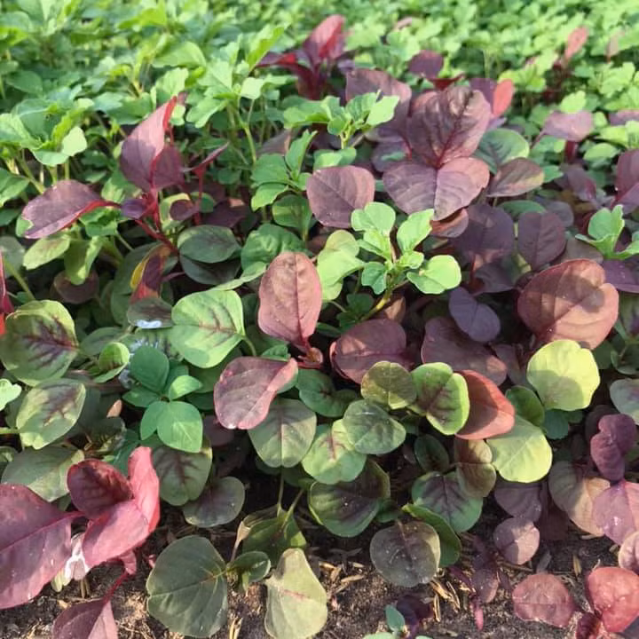 Ăn rau dền đỏ điều độ có thể cung cấp chất dinh dưỡng hàng ngày cho cơ thể con người, giúp tăng cường miễn dịch và nâng cao sức đề kháng bệnh tật nên đây còn được gọi là "rau trường thọ".