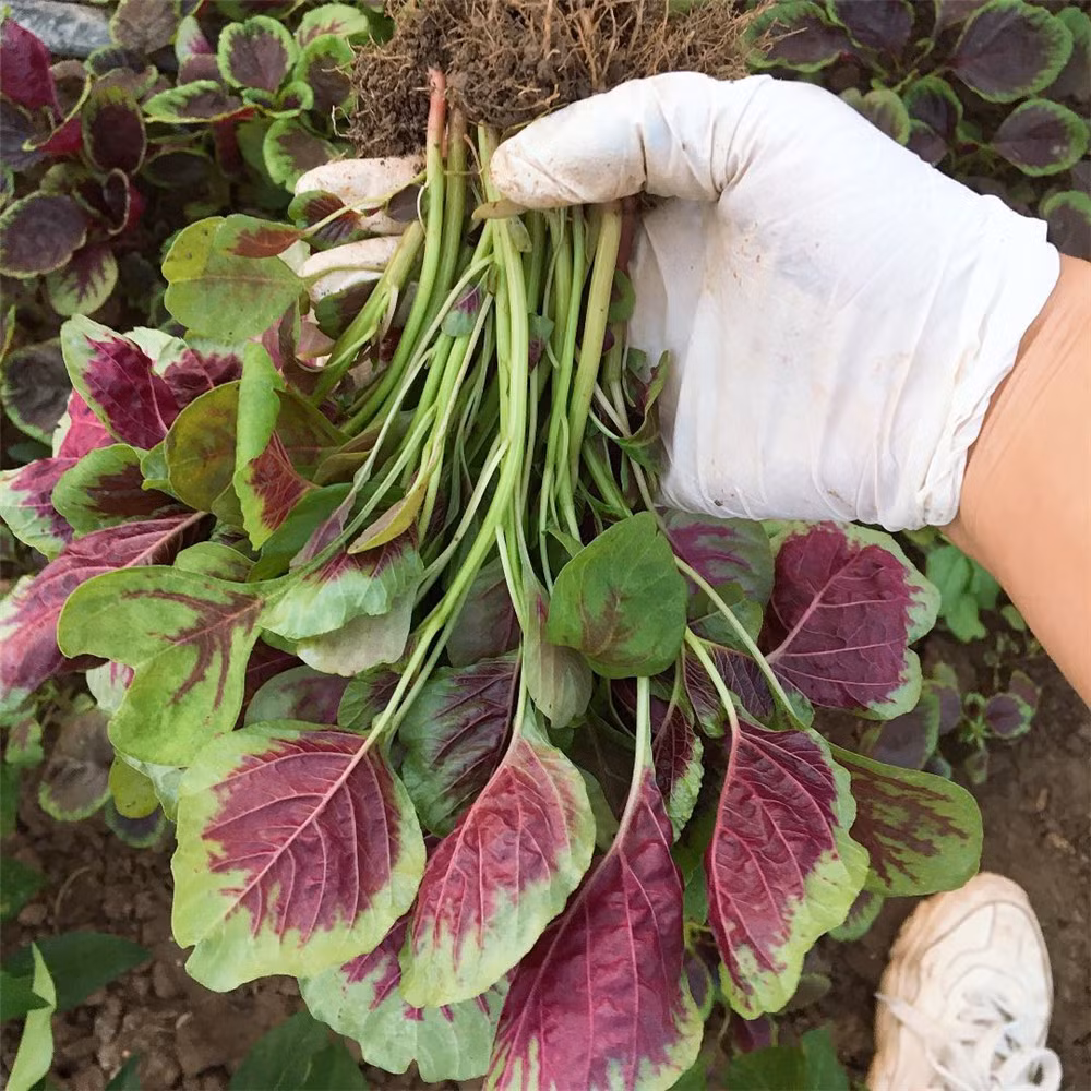 Thứ sáu, nhuận tràng. Rau dền đỏ rất giàu chất xơ, sau khi ăn có tác dụng thúc đẩy nhu động ruột, giúp tiêu hóa thức ăn, đẩy nhanh thời gian để các chất chuyển hóa và chất có hại đi qua ruột, từ đó giải độc, nhuận tràng, chống táo bón.