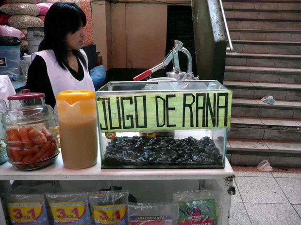 Dù không có bất cứ căn cứ khoa học nào thế nhưng người dân địa phương vẫn tin rằng, thịt ếch tươi giúp họ có sức đề kháng chống lại các loại bệnh tật.