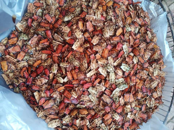 Được biết, bọ xít non hiện đang được bán với giá 480.000 đồng/kg nhưng cũng rất khan hàng, không có nhiều để mua.