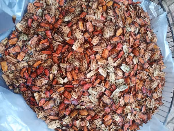 Được biết, bọ xít non hiện đang được bán với giá 480.000 đồng/kg nhưng cũng rất khan hàng, không có nhiều để mua.