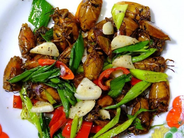 Các dấu hiệu ngộ độc do ăn bọ xít thường là bồn nôn, nôn mửa, run chân tay, nặng thì co giật, chảy nước dãi, cứng hàm, vật vã, khó thở, ngứa khắp người, để lâu sẽ hôn mê, có thể dẫn đến tử vong.