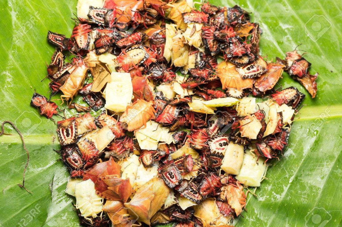 Chính bởi thế, dù bọ xít có là món đặc sản ở một số vùng, Cục ATTP vẫn đưa ra khuyến cáo người dân, tuyệt đối không sử dụng các loại nhộng, ấu trùng, côn trùng lạ, đã bị chết hoặc có hình dạng, màu sắc khác lạ với tự nhiên để chế biến thành thức ăn. Đặc biệt, những người có cơ địa dị ứng cần thận trọng khi ăn côn trùng.