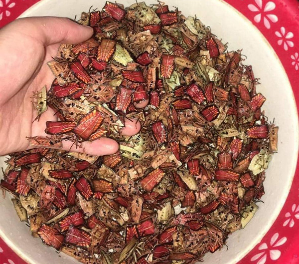 Để bắt được bọ xít non, người dân phải tự chế dụng cụ là những chiếc sào dài 4 - 5m có gắn túi lưới tạo thành vợt. Những con bọ xít non thường bám vào các chùm hoa nhãn, vải, phải sử dụng chiếc sào để rung hoa nhãn, bọ xít sẽ rơi vào túi lưới. Những con rơi ra ngoài phải dùng găng tay để nhặt.