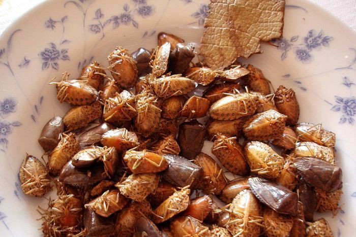 Mặc dù vậy, cần lưu ý rằng, không phải ai cũng có thể ăn món bọ xít non này, có những người dị ứng khi ăn vào sẽ bị ngộ độc.