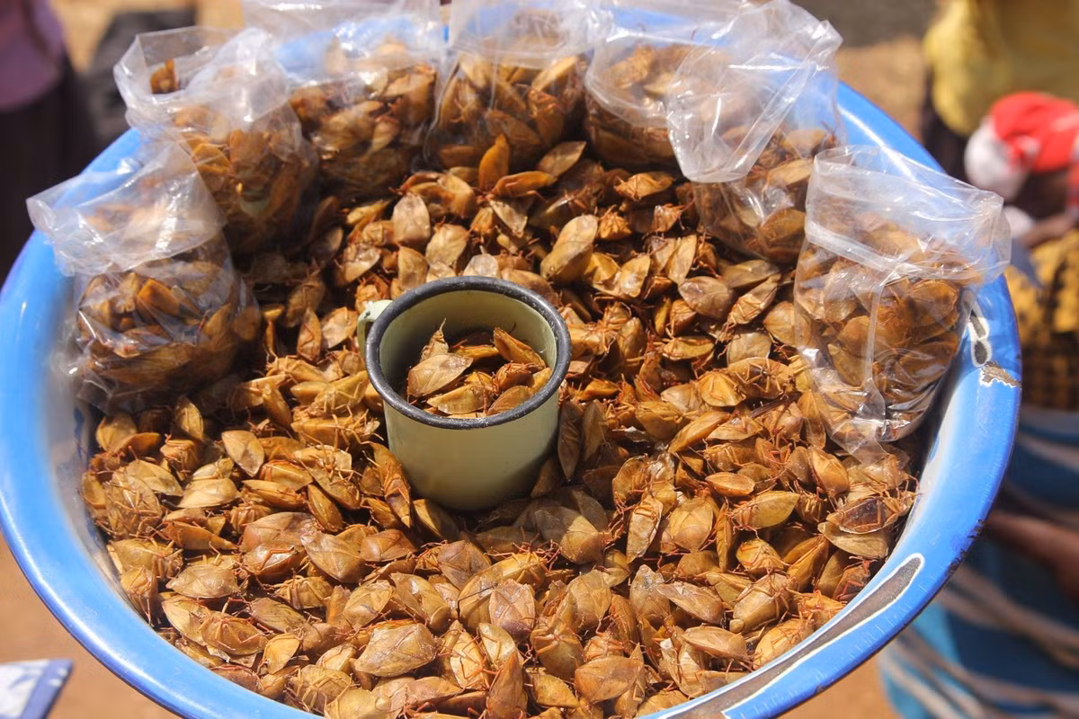 Có nhiều cách chế biến khác nhau nhưng đa số các món ăn đều cho hương vị thơm ngon, bọ xít cũng không còn mùi hôi tanh khó ngửi mà chỉ còn mùi thơm hấp dẫn, gây kích thích những tín đồ ẩm thực.