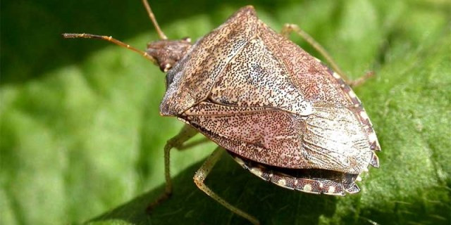 Bọ xít tên khoa học là Pentatomidae, một họ côn trùng thuộc bộ cánh nửa. Trong họ này có nhiều loài được coi là có hại đối với nông nghiệp khi phá hoại cây trồng.