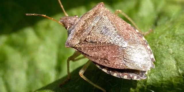 Bọ xít tên khoa học là Pentatomidae, một họ côn trùng thuộc bộ cánh nửa. Trong họ này có nhiều loài được coi là có hại đối với nông nghiệp khi phá hoại cây trồng.