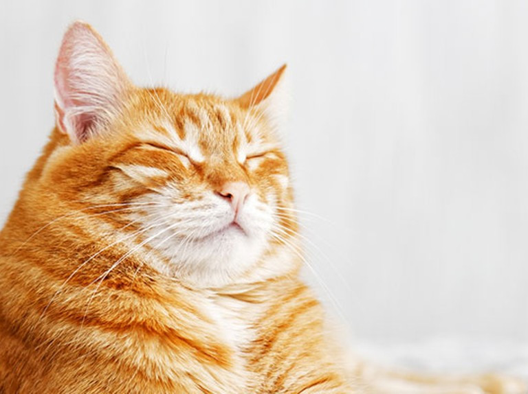 Tuổi Mão chú ý thái độ làm việc của bản thân tại nơi làm việc, cần tỏ ra tôn trọng đồng nghiệp và lãnh đạo. Nếu quá tham lam tiền bạc và thu nhập như người khác sẽ khiến bạn mắc bẫy. Hãy nhớ việc làm ăn không dễ dàng, đừng vì ham lợi mà vội vàng tin kẻ xấu.