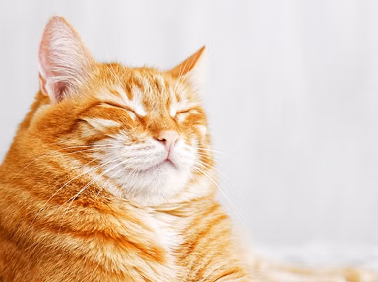 Tuổi Mão chú ý thái độ làm việc của bản thân tại nơi làm việc, cần tỏ ra tôn trọng đồng nghiệp và lãnh đạo. Nếu quá tham lam tiền bạc và thu nhập như người khác sẽ khiến bạn mắc bẫy. Hãy nhớ việc làm ăn không dễ dàng, đừng vì ham lợi mà vội vàng tin kẻ xấu.