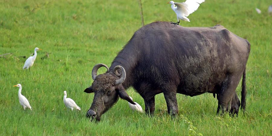 Theo dự đoán tuần mới cho 12 con giáp, tuổi Sửu chủ động hơn trong công việc, chăm chỉ, phân bố thời gian hợp lý, mọi việc sẽ đâu vào đó. Việc kinh doanh của con giáp có nhiều cơ hội hợp tác, nhưng cũng dễ bị cạnh tranh hoặc phải chia sẻ lợi ích.