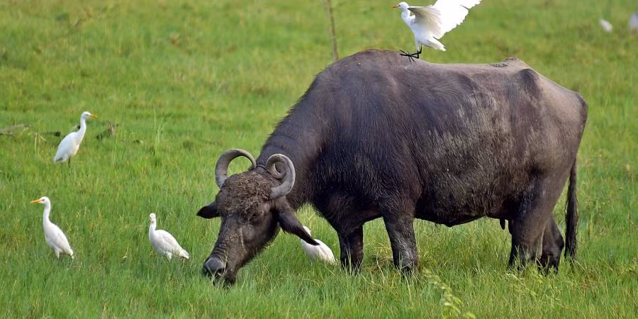 Theo dự đoán tuần mới cho 12 con giáp, tuổi Sửu chủ động hơn trong công việc, chăm chỉ, phân bố thời gian hợp lý, mọi việc sẽ đâu vào đó. Việc kinh doanh của con giáp có nhiều cơ hội hợp tác, nhưng cũng dễ bị cạnh tranh hoặc phải chia sẻ lợi ích.