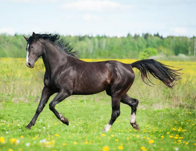 Tuổi Ngọ tự tin, độc lập trong công việc, con đường thành công càng rộng mở. Con giáp nào đang làm ăn gặp khó khăn, hãy nhờ sự hỗ trợ của bố mẹ, nếu không thu nhập của bạn không thể cải thiện.