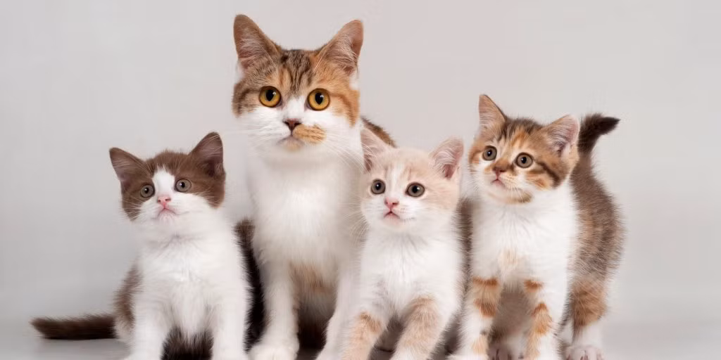 Được quý nhân giúp sức, con giáp nhanh nhạy nắm bắt cơ hội, kiếm tiền gấp năm gấp mười trước đây. Điểm lưu ý duy nhất là khi gặp sự cố nhỏ, tuổi Mão cần bình tĩnh giải quyết, mọi việc sẽ ổn.