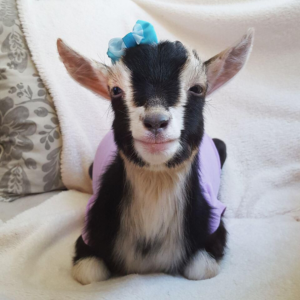 Tuần này sức khỏe của tuổi Mùi sa sút, cần đặc biệt chăm sóc. Hãy giữ mối quan hệ tốt đẹp ở công sở với đồng nghiệp và cấp trên, bạn sẽ được giúp đỡ rất nhiều.