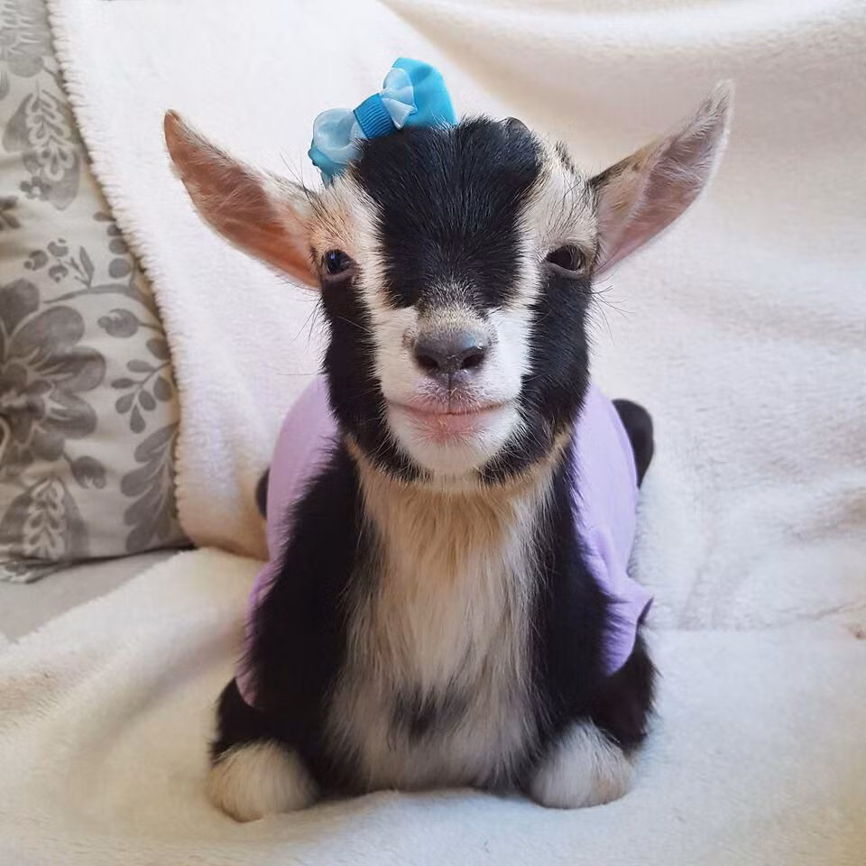 Tuần này sức khỏe của tuổi Mùi sa sút, cần đặc biệt chăm sóc. Hãy giữ mối quan hệ tốt đẹp ở công sở với đồng nghiệp và cấp trên, bạn sẽ được giúp đỡ rất nhiều.