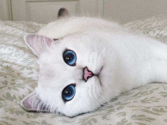 Tuổi Mão tuần này được quý nhân giúp đỡ nên công việc giải quyết được nhiều vấn đề. Tuy nhiên gần đến năm tuổi, con giáp cần chú ý duy trì thái độ làm việc tốt mọi lúc, nếu không sơ sẩy chỉ bản thân chịu thiệt. Chuyện tình cảm hai người vẫn ngọt ngào.