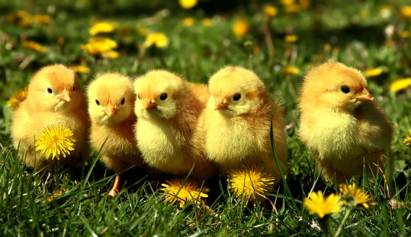 Tuổi Dậu giảm bớt áp lực và có một ngày làm việc hăng say. Con giáp dễ sa đà vào mua sắm hoặc đầu tư mất nhiều tiền bạc, hãy hạn chế xuất tiền trong hôm nay.