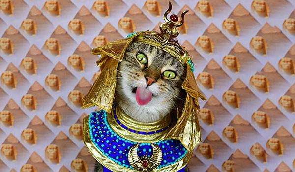 Tuổi Mão tránh được kẻ tiểu nhân, mọi việc thuận lợi hơn. Hôm nay con giáp có lời mời đi ăn với đồng nghiệp và cấp trên, đừng từ chối, vì điều này giúp tăng cường mối quan hệ trong công việc. Tuổi Mão thu hoạch được một khoản tiền không nhỏ từ việc đầu tư, khả năng kiếm tiền của con giáp ngày càng tốt.