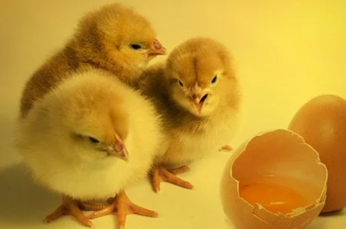 Tuổi Dậu có vận số khá tốt trong năm 2021 và làm mọi việc tương đối suôn sẻ. Bởi ngoài vận may, điều quan trọng nhất là họ có năng lực và nghị lực, làm việc nghiêm túc, chăm chỉ, kiên trì, không ngại khó. Tuổi Dậu khôn ngoan và đảm đang, làm việc gì cũng đơn giản, gọn gàng, có tổ chức rõ ràng.