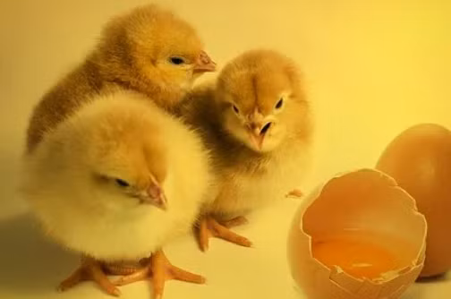 Tuổi Dậu có vận số khá tốt trong năm 2021 và làm mọi việc tương đối suôn sẻ. Bởi ngoài vận may, điều quan trọng nhất là họ có năng lực và nghị lực, làm việc nghiêm túc, chăm chỉ, kiên trì, không ngại khó. Tuổi Dậu khôn ngoan và đảm đang, làm việc gì cũng đơn giản, gọn gàng, có tổ chức rõ ràng.