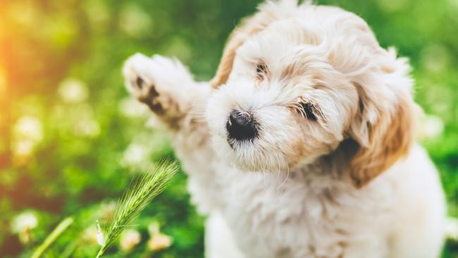 Tuổi Tuất ngày càng hiểu rõ công việc, nên thể hiện được hết năng lực. Tài lộc giảm sút, tuổi Tuất đừng vay mượn tiền bạc để mua sắm những thứ không cần thiết.