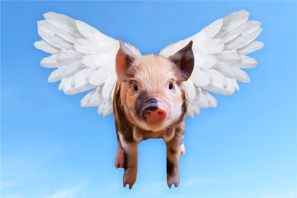 Tuổi Hợi đừng mải đấu đá ngầm với đồng nghiệp, khiến tất cả mệt mỏi cũng không đem lại hiệu quả gì. Hãy thẳng thắn giải quyết vấn đề với nhau. Hôm nay quý nhân giúp đỡ nên việc kiếm tiền đầu tư của con giáp tiến triển rất tốt. (*Thông tin chỉ mang tính chất chiêm nghiệm, trắc nghiệm vui).