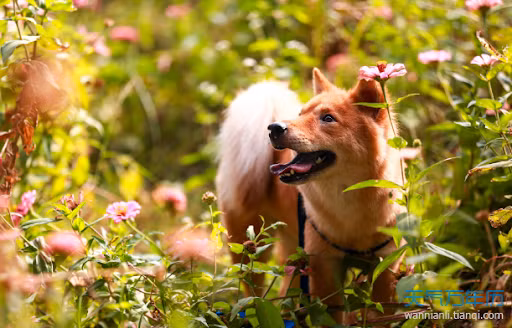 Tuổi Tuất nên có trách nhiệm hơn. Thay vì ngồi bàn tán tầm phào, con giáp hãy tập trung vào công việc, giảm bớt được nhiều rắc rối. Tài sản của bạn sắp phát tướng, con giáp đừng quên ghi chép sổ sách đầy đủ, không được bỏ dở giữa chừng.