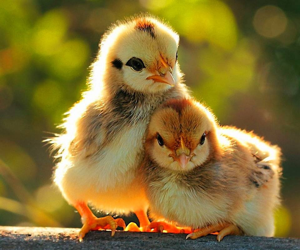 Tuổi Dậu không nên mất thời gian cho việc tranh cãi ai đúng ai sai, hãy tập trung vào việc của mình. Sau một thời gian siêng năng tích góp, tuổi Dậu đã tiết kiệm được một khoản rủng rỉnh.