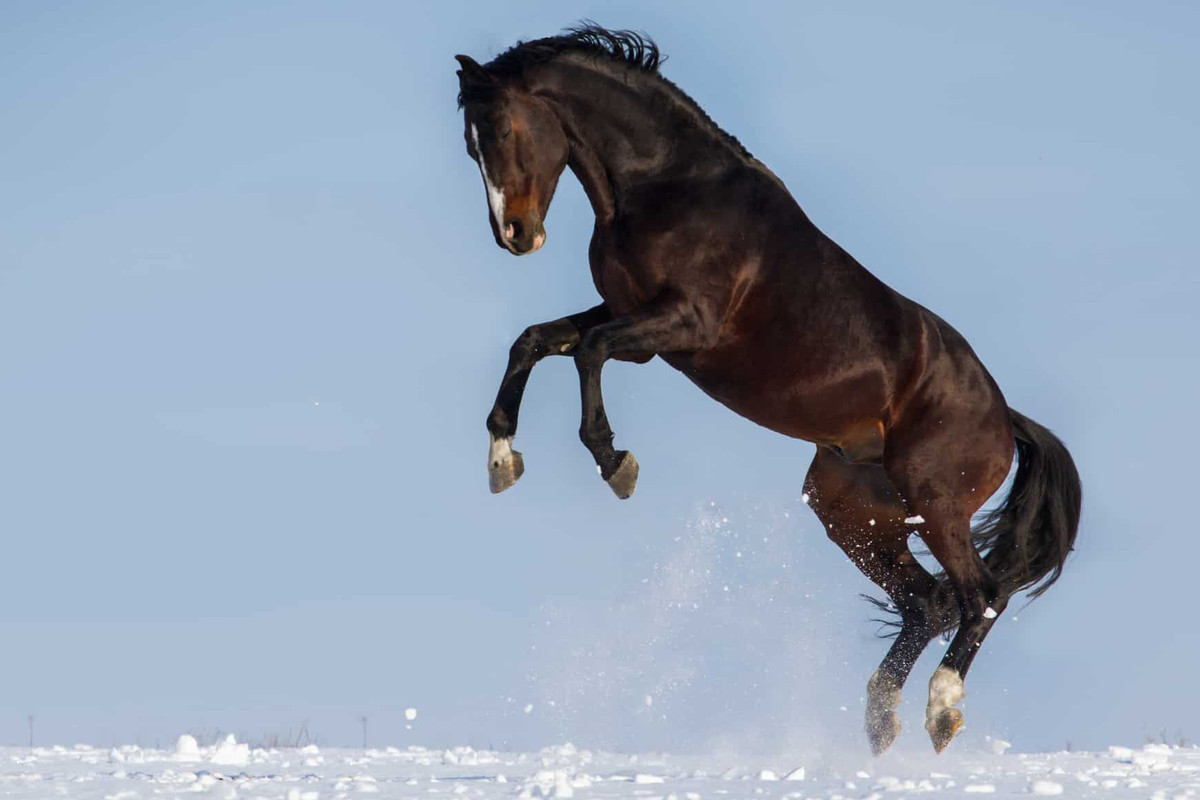 Tuổi Ngọ tiếp tục đà may mắn trong công việc khi liên tục được lãnh đạo đề xuất thăng chức. Việc đầu tư của con giáp cũng sinh lời, điều này rất đáng ăn mừng.