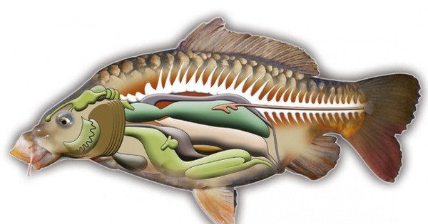 Túi mật là bộ phận chứa nhiều thành phần cực độc như axit mật, axit hydrocyanic. Những chất này còn độc hại hơn cả asen (thạch tín) và dễ gây hại cho gan khi ăn, nuốt.