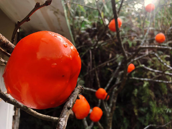 Vậy nhưng, quả hồng đông lạnh lại không được khuyến khích ăn nhiều. Bản thân hồng tính hàn, quá trình cấp đông còn khiến phần cùi tích độc. Ăn nhiều sẽ gây gánh nặng cho các cơ quan nội tạng.