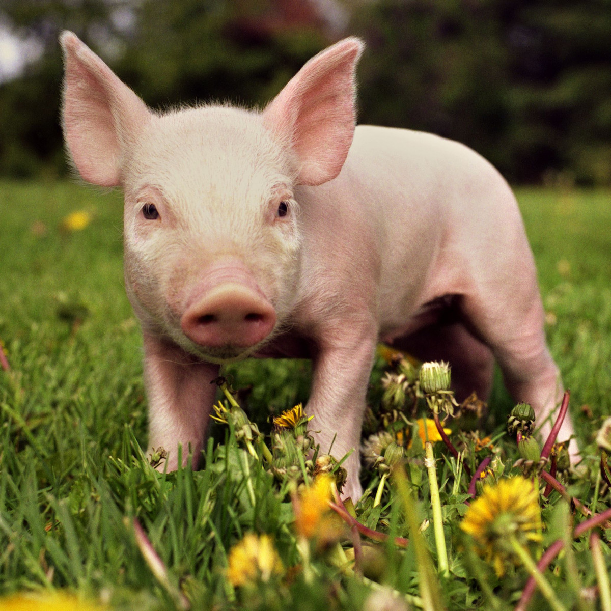 Theo dự đoán cho 12 con giáp, những người tuổi Hợi chân thành và ngay thẳng, làm việc nghiêm túc. Họ hào phóng, ít so đo tính toán với người khác. Con giáp này thường có phúc khí hơn người.