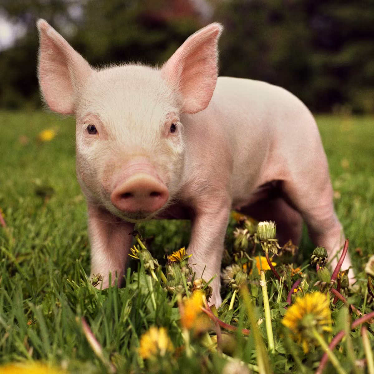 Theo dự đoán cho 12 con giáp, những người tuổi Hợi chân thành và ngay thẳng, làm việc nghiêm túc. Họ hào phóng, ít so đo tính toán với người khác. Con giáp này thường có phúc khí hơn người.