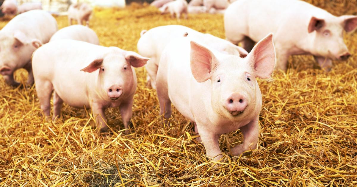 Tháng 5 tới con giáp được sự giúp đỡ của thần tài và quý nhân càng thêm may mắn. Họ là những người tốt được phần thưởng xứng đáng, được giàu sang phú quý. Những người tuổi Hợi sẽ nhận được thành quả gấp đôi với một nửa nỗ lực.