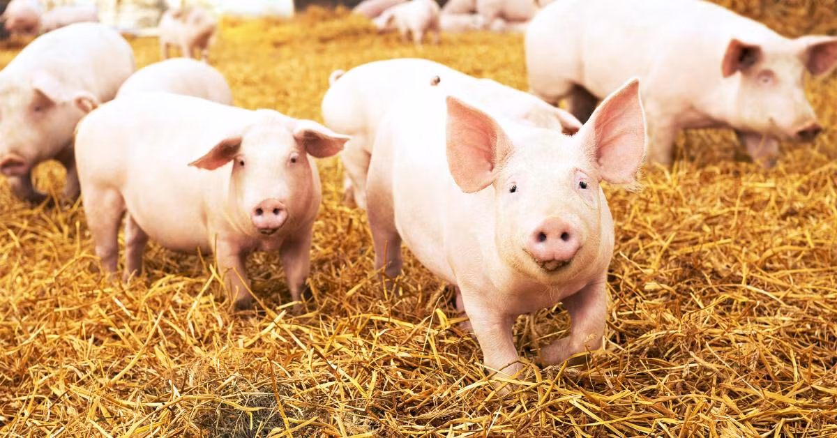 Tháng 5 tới con giáp được sự giúp đỡ của thần tài và quý nhân càng thêm may mắn. Họ là những người tốt được phần thưởng xứng đáng, được giàu sang phú quý. Những người tuổi Hợi sẽ nhận được thành quả gấp đôi với một nửa nỗ lực.