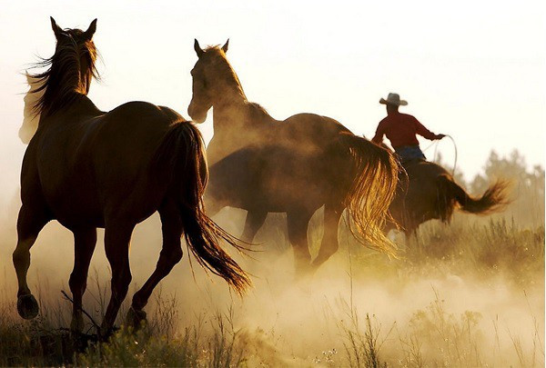 Tuổi Ngọ có xu hướng dễ tự mãn và khoe khoang khi đạt được chút thành tích. Trong trường hợp này, sự phô trương khiến mọi người chán ghét, tiểu nhân thì ghen tị, tìm cách cướp công.