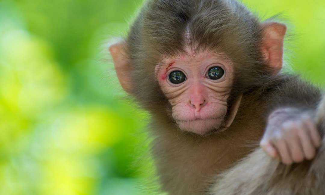 Một khi tức giận, tuổi Thân dễ dàng làm những điều thiếu suy nghĩ. Con giáp làm chuyện xấu với tiểu nhân, ắt nảy sinh tâm lý trả thù, tìm cách phá hoại. Chưa kể sẵn tâm lý bốc đồng, tuổi Thân sẽ không kiểm soát được việc chi tiêu, gây tổn thất lớn cho tài chính. (*Thông tin chỉ mang tính chất chiêm nghiệm, trắc nghiệm vui).