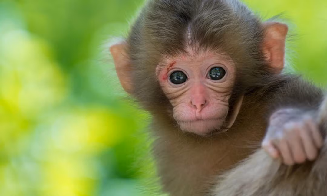 Một khi tức giận, tuổi Thân dễ dàng làm những điều thiếu suy nghĩ. Con giáp làm chuyện xấu với tiểu nhân, ắt nảy sinh tâm lý trả thù, tìm cách phá hoại. Chưa kể sẵn tâm lý bốc đồng, tuổi Thân sẽ không kiểm soát được việc chi tiêu, gây tổn thất lớn cho tài chính. (*Thông tin chỉ mang tính chất chiêm nghiệm, trắc nghiệm vui).