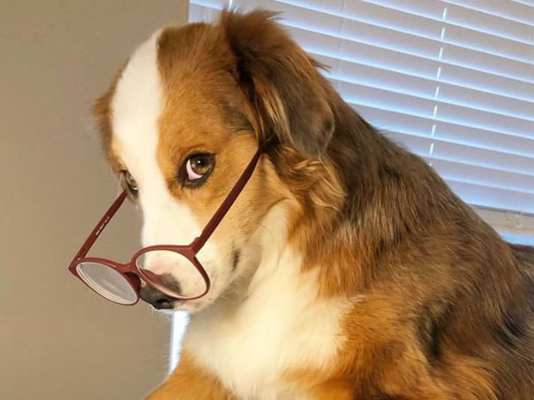 Tuổi Tuất gặp nhiều sóng gió trong tuần này. Công việc có nhiều tình huống khẩn cấp, khiến một người vốn nghiêm túc như con giáp khó thích nghi, dễ rơi vào tình thế khó xử, hãy suy nghĩ cẩn thận. Con giáp còn độc thân dễ rơi vào tình huống ép hôn. 