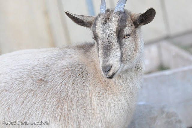Tuổi Mùi chân thành và tốt bụng, sắc sảo và có năng lực. Họ tài giỏi và rất có đầu óc kinh doanh.