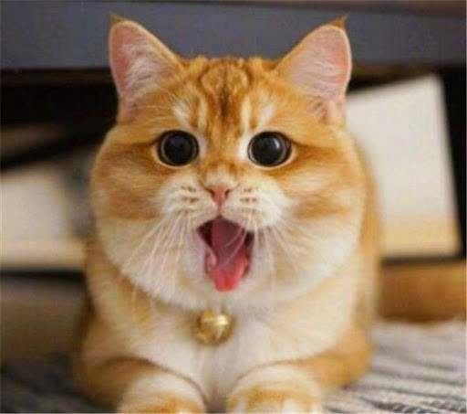 Công việc hiệu quả khi tuổi Mão ngày càng tìm thấy niềm vui. Việc kinh doanh, dù con giáp nỗ lực, nhưng vì không đúng hướng nên không có kết quả. Hãy thực tế hơn và không nên đổ lỗi cho người khác nếu thất bại.