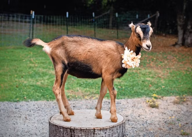 Công việc của tuổi Mùi hôm nay có chút rắc rối khi đồng nghiệp mâu thuẫn với nhau, khiến con giáp cũng rơi vào khó xử. Hãy tránh cho người khác vay tiền trong hôm nay kẻo có thể thành món nợ khó đòi.
