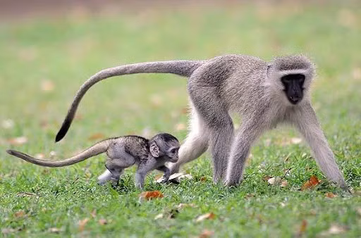 Tuổi Thân nên chú ý đến chi tiết công việc, từ đó con giáp sẽ tìm ra cơ hội kiếm thêm thu nhập. Tuổi Thân dễ dính vào bẫy tài chính hôm nay, đừng nên quá tin tưởng vào mọi người.