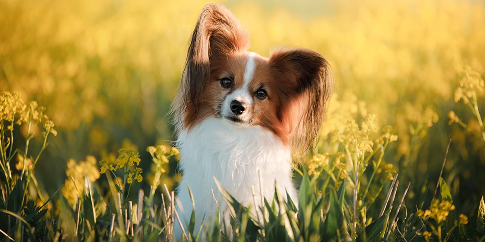 Tuy nhiên, nếu muốn làm chủ, tuổi Tuất cần hạn chế những nhược điểm của mình. Con giáp không nên quá thẳng thắn và dễ cáu kỉnh, ảnh hưởng các mối quan hệ hợp tác, hoặc mất lòng cấp dưới. Qua nỗ lực vươn lên, con giáp sẽ có những thành tựu rực rỡ trong tương lai. (*Thông tin chỉ mang tính chất chiêm nghiệm, trắc nghiệm vui).