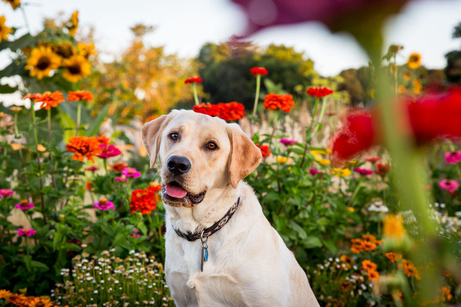 Người tuổi Tuất theo ngũ hành thuộc Thổ, cả đời có chí khí, khí phách hiên ngang. Đặc biệt từ cuối tháng 4, tuổi Tuất sinh năm 1994 tụ dương, tạo thành cục diện tương sinh - hỏa sinh thổ. Lúc này tài sản trong gia đình sẽ tăng vọt.