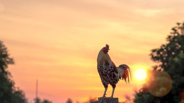 Nhờ vậy, những ý tưởng táo bạo của đối tác kết hợp sự chăm chỉ, tài năng của tuổi Dậu sẽ mang lại lợi lộc khổng lồ.